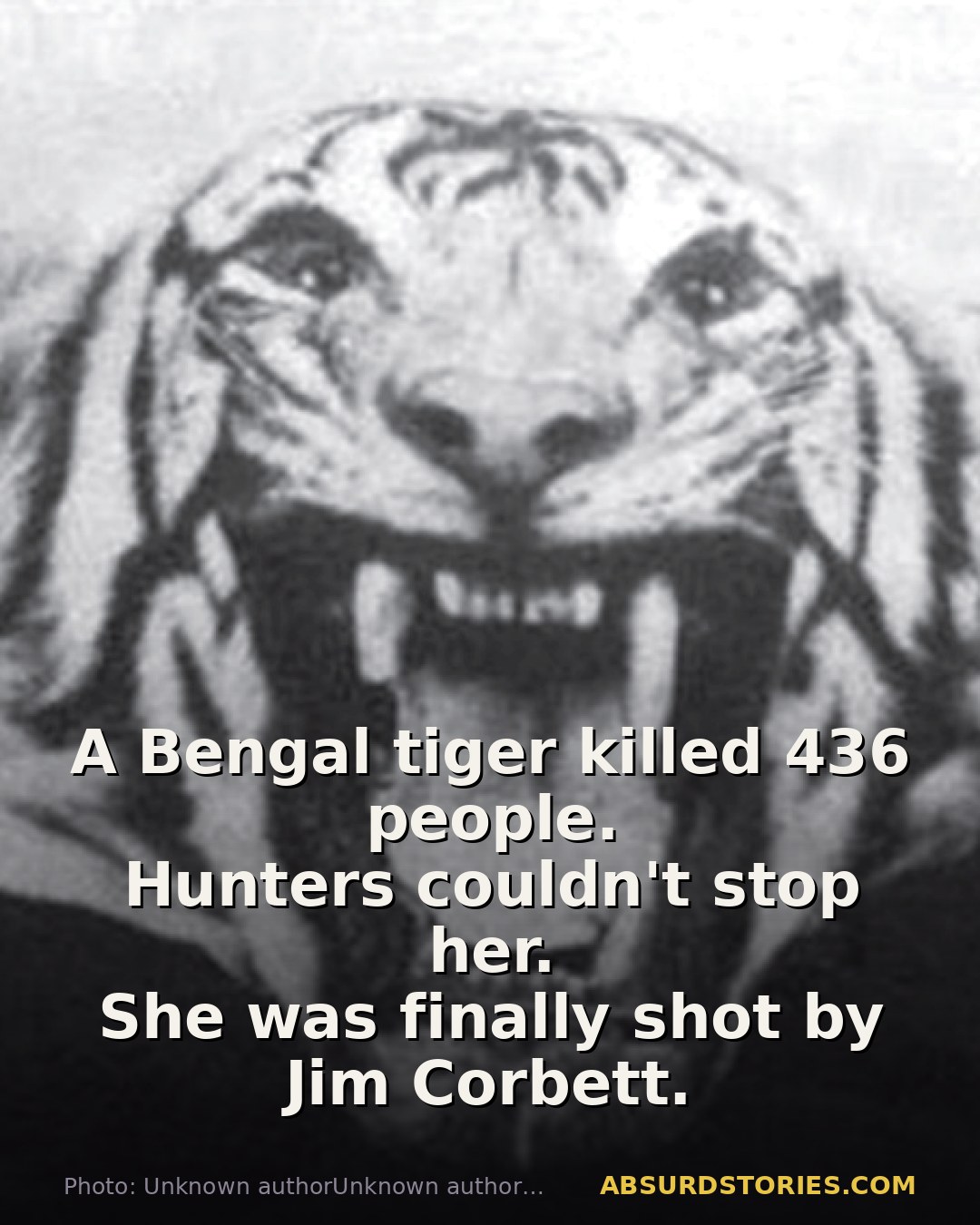 The deadly rampage of the Champawat Tiger