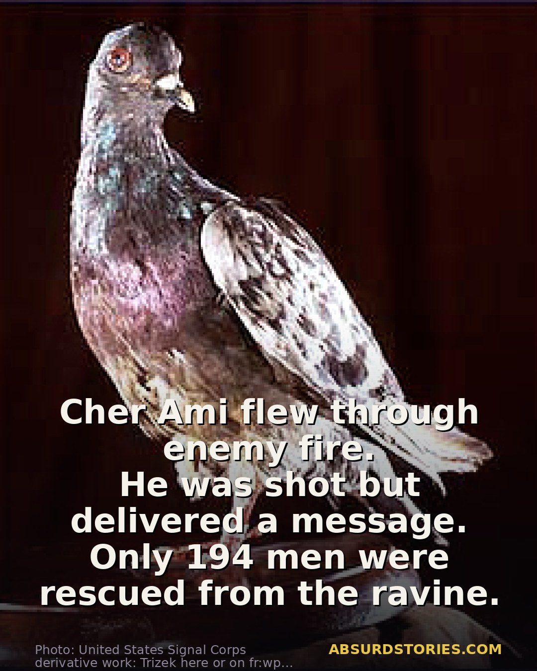 The heroic pigeon who saved a battalion