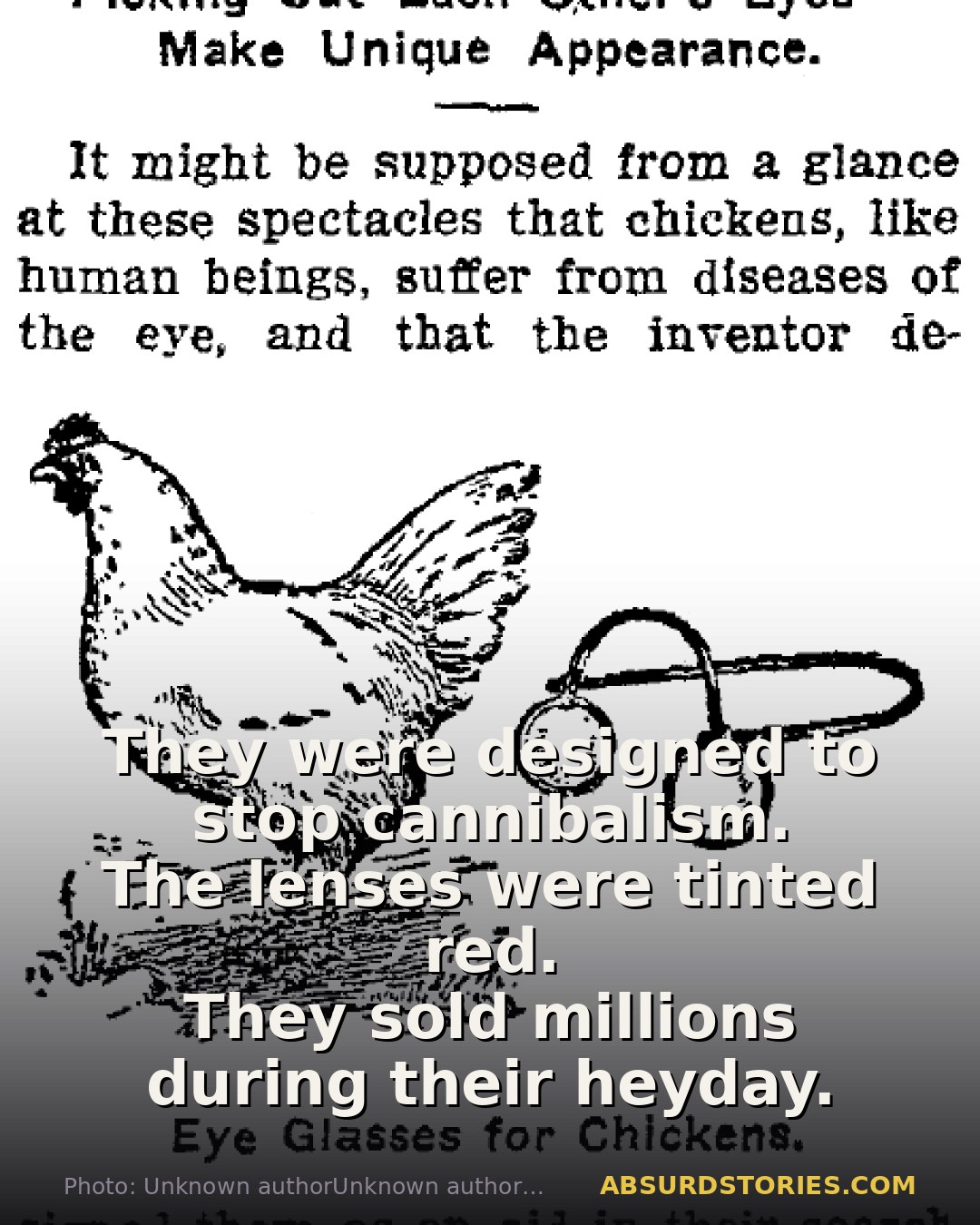 The absurd invention of chicken eyeglasses