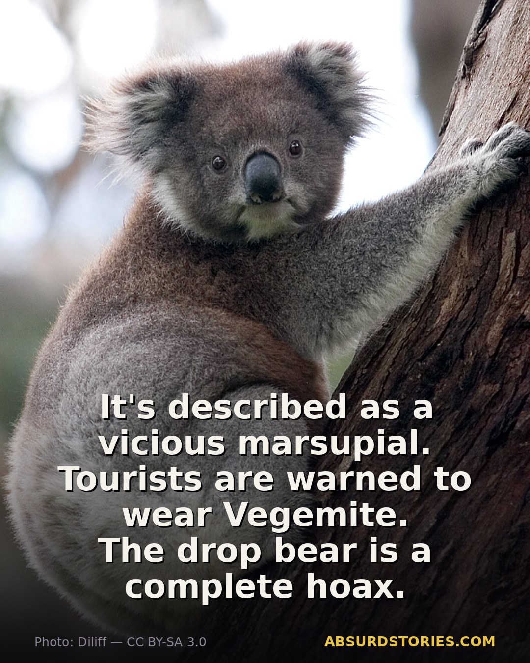 The absurd legend of the drop bear in Australia