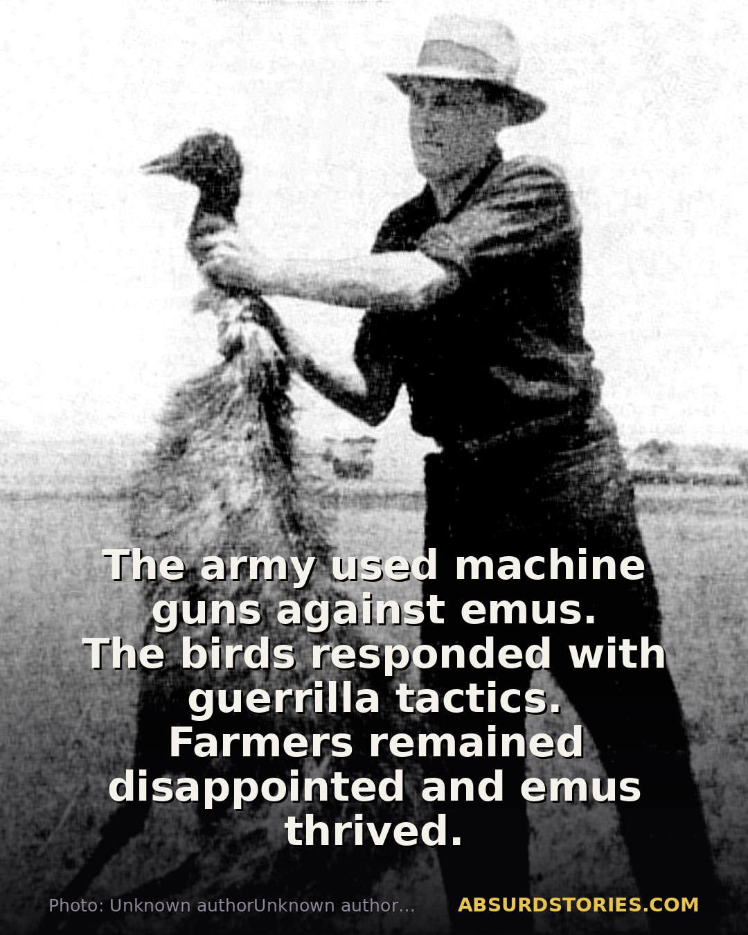 Australia's bizarre war against emus failed spectacularly