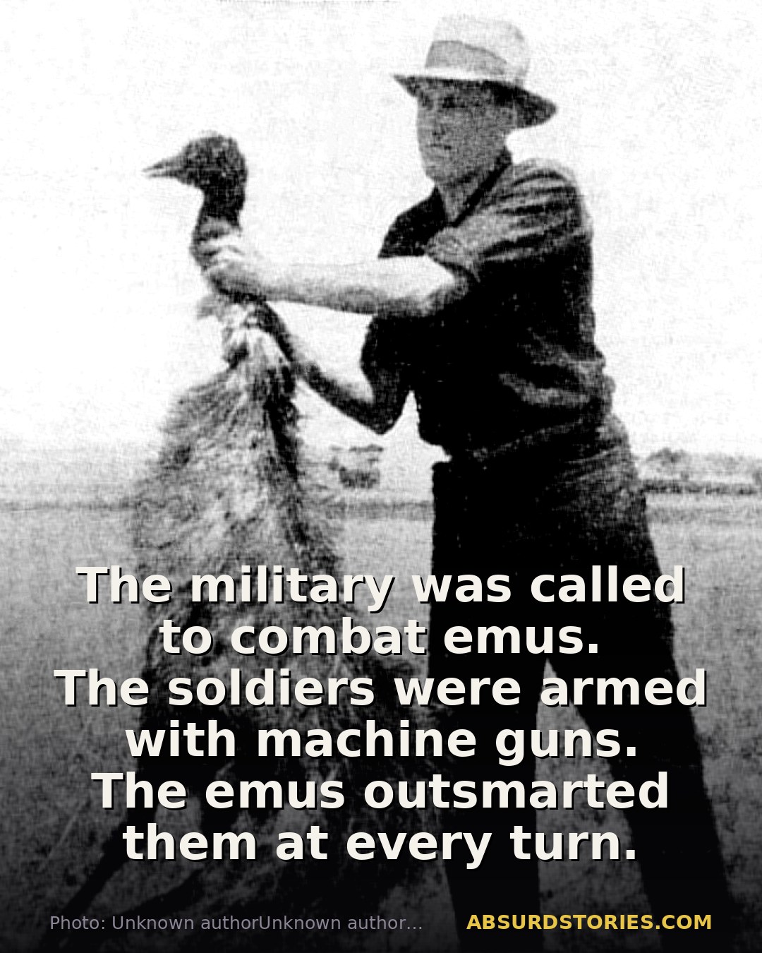 The Great Emu War: Soldiers vs. Birds