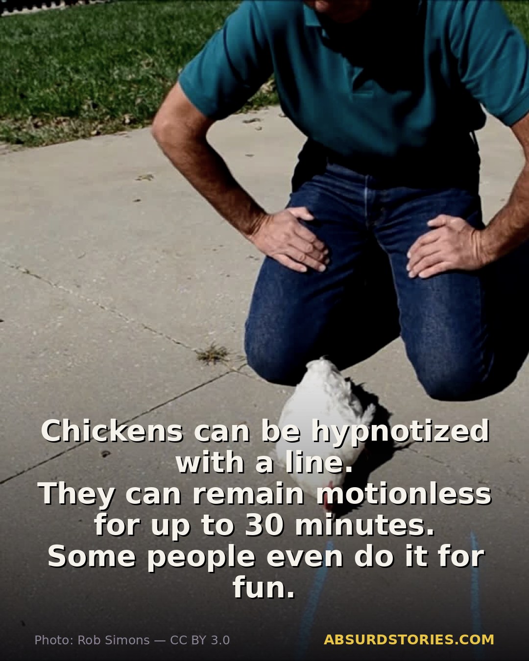 The absurd art of hypnotizing chickens