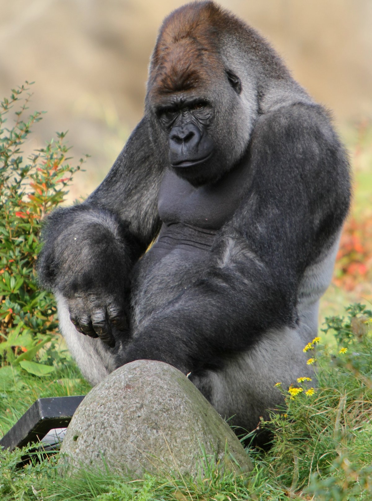 The absurd debate of 100 men versus a gorilla