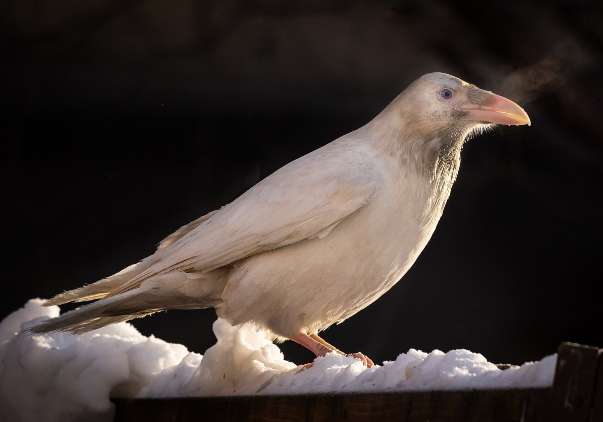 The white raven that stole hearts in Anchorage