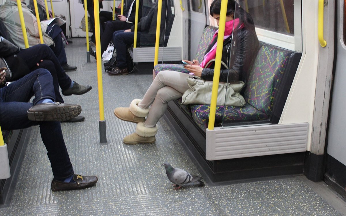 Meet the animals commuting on public transport