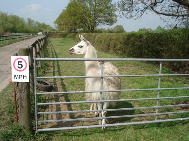 When llamas think humans are fellow llamas
