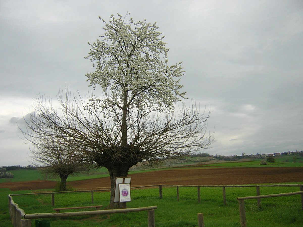 The tree that grows another tree on top