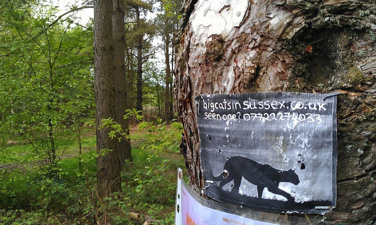 The curious case of Britain's wild big cat sightings