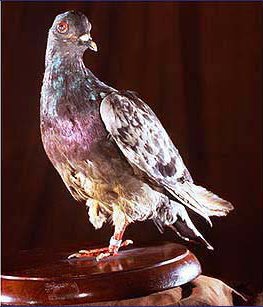The heroic pigeon who saved a battalion