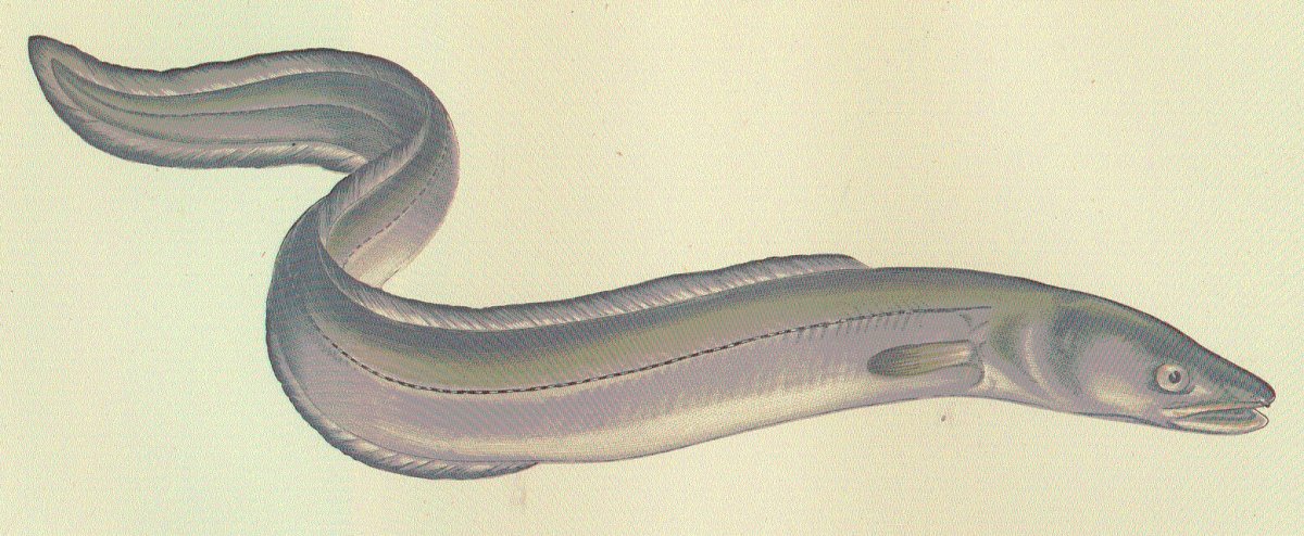 The bizarre tradition of conger cuddling