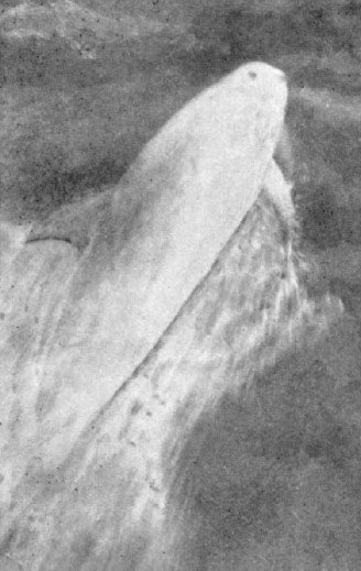 The dolphin who guided ships for years