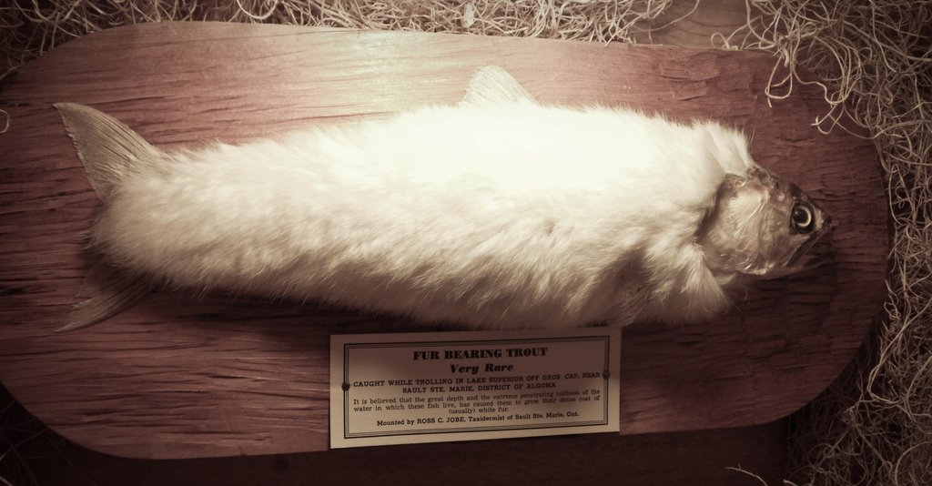 The legend of the fur-bearing trout