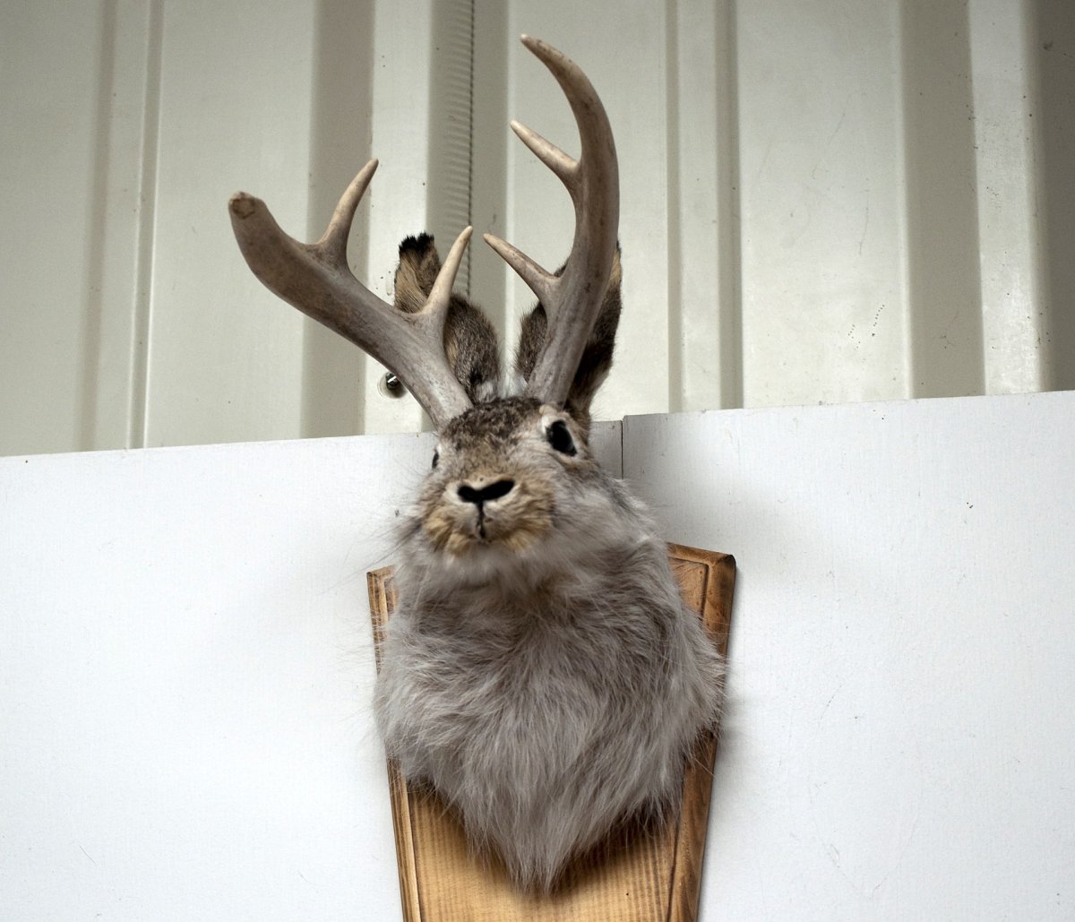 How a Taxidermy Hoax Created a Legend