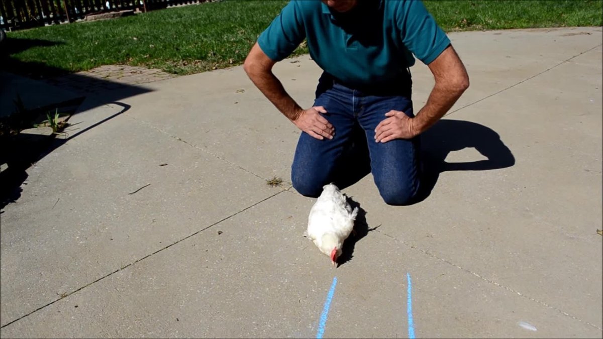 The absurd art of hypnotizing chickens