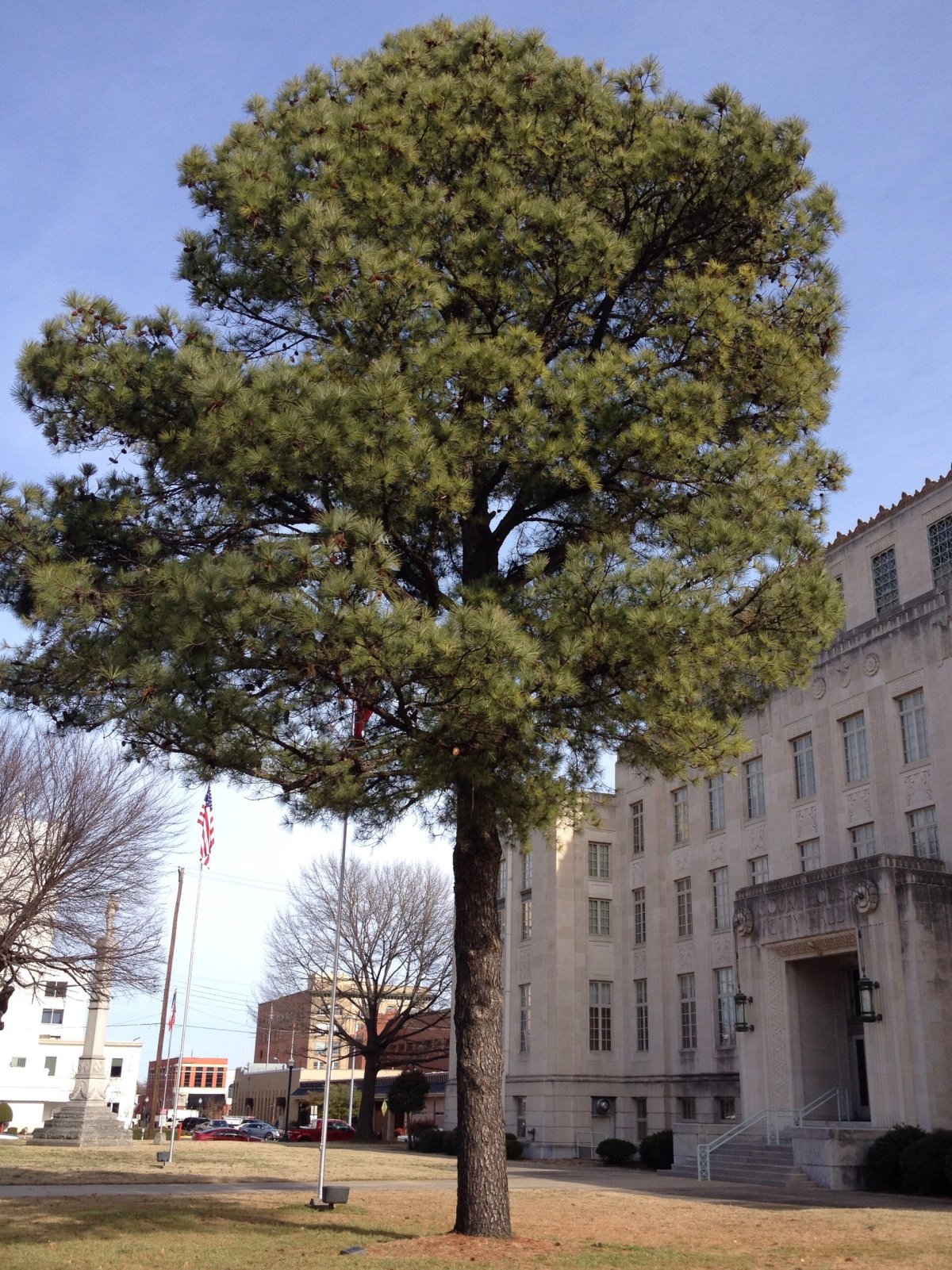 The surprising journey of Moon trees on Earth