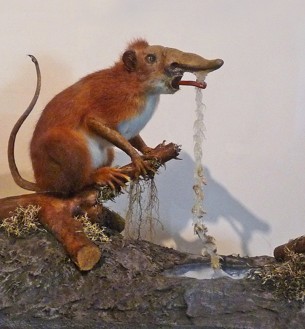The bizarre tale of nose-walking mammals