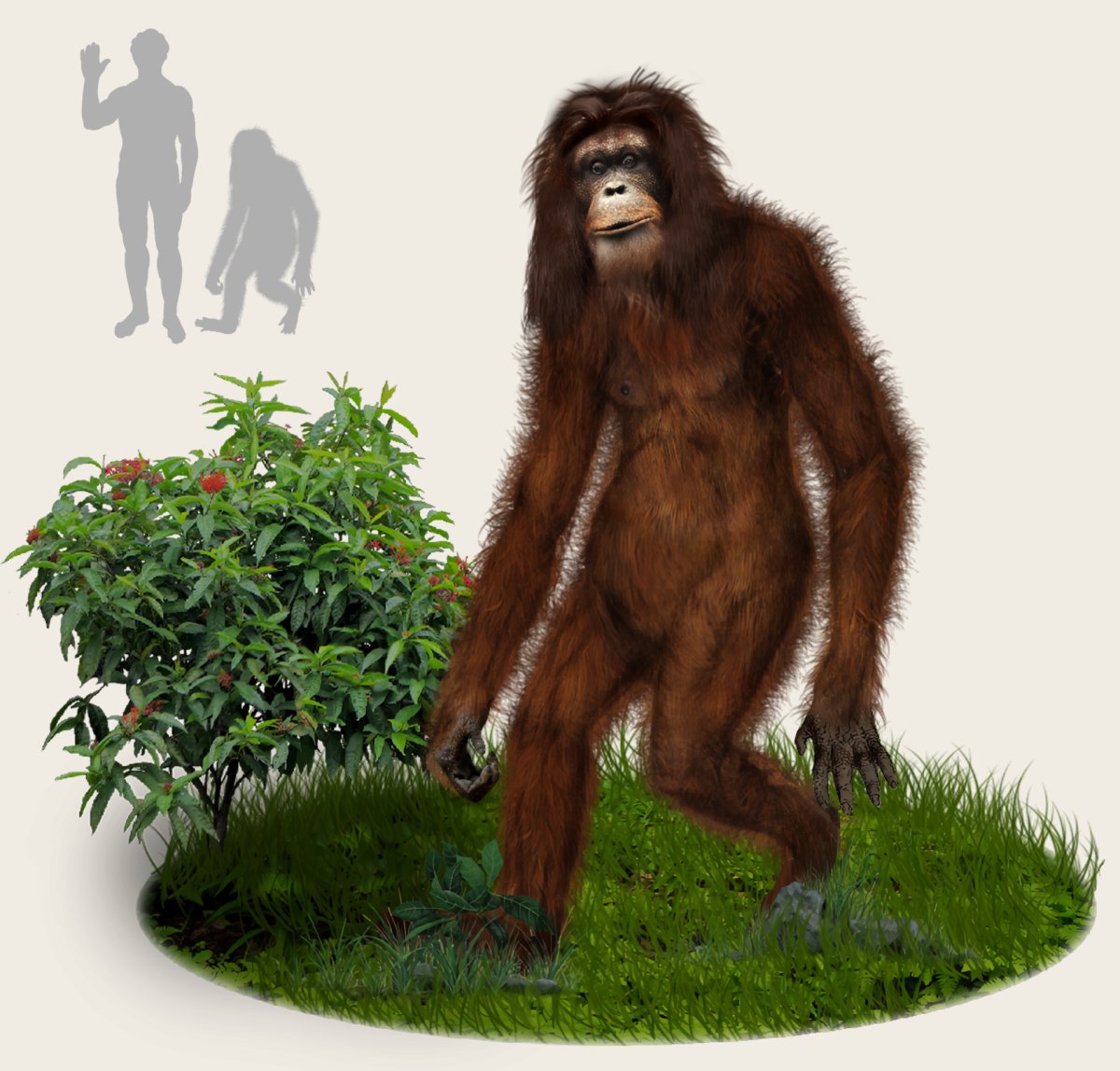 The legendary Orang Pendek of Sumatra