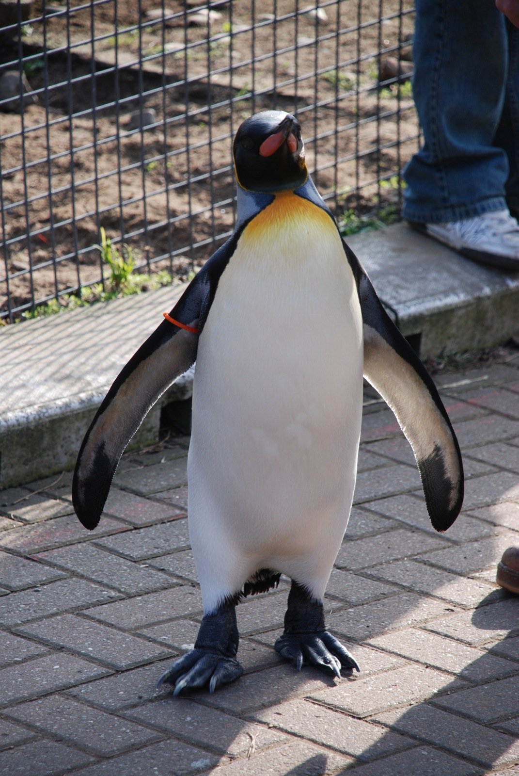Meet the Major General Who Happens to Be a Penguin