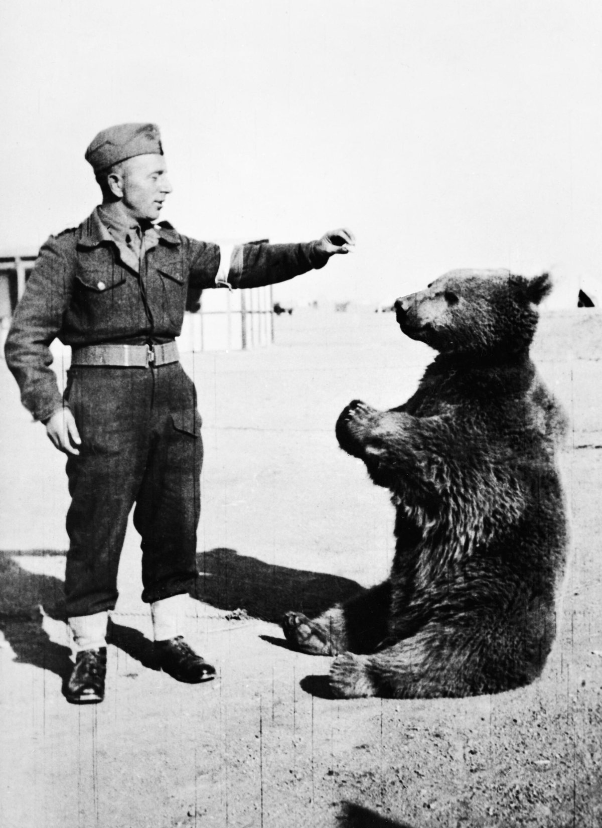 The bear who became a soldier in WWII
