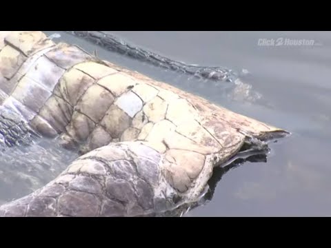 Headless Alligator Discovery in Florida Sparks Wildlife Conservation Concerns