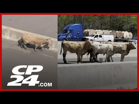 Cows Cause Highway Chaos Near Toronto, Police Scramble for Control