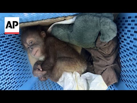 Thai Police Foil Orangutan Trafficking Operation in Bangkok