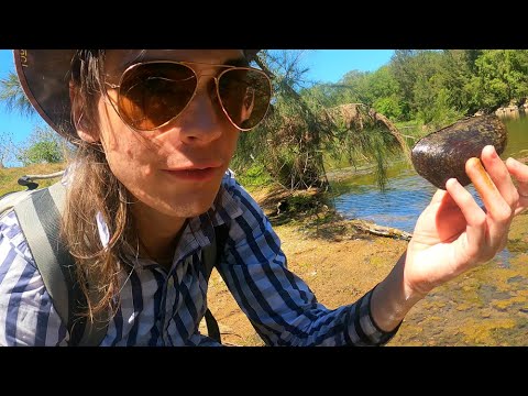Mary River Cod Found Preying on Invasive Tilapia