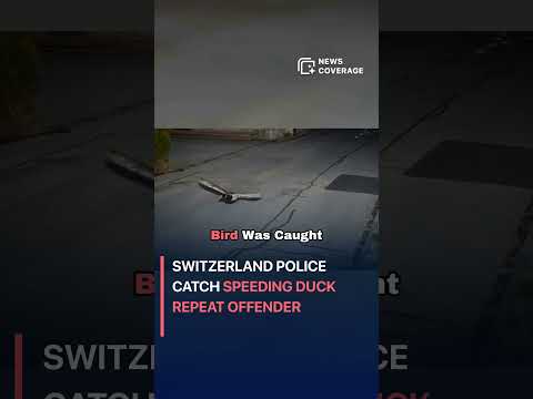 Swiss Radar Captures Duck Speeding at 52 km/h