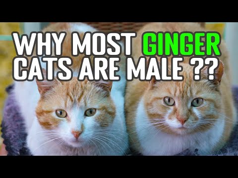 Genetic Mutation Unveiled: Secret Behind Ginger Cats’ Coloration Revealed