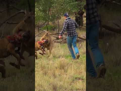 Man’s Life-Threatening Kangaroo Encounter Amid Australian Floodwaters