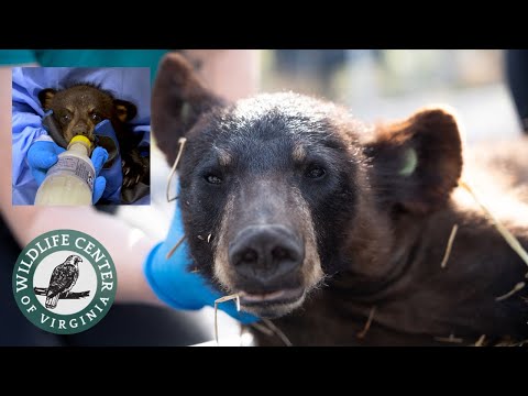 California Black Bear Cub Thriving Under Wildlife Center Care