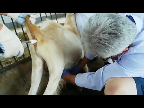 Kansas City’s Animal Semen Industry: A Global Breeding Hub